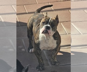 American Bully Puppy for sale in NORTH PORT, FL, USA
