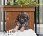 Small #3 Poodle (Miniature)