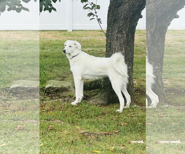 Medium Photo #3 Labrenees Puppy For Sale in Rockaway, NJ, USA