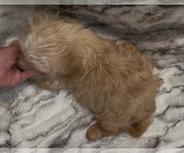 Medium Photo #9 Yorkshire Terrier Puppy For Sale in MOUNT CARMEL, PA, USA