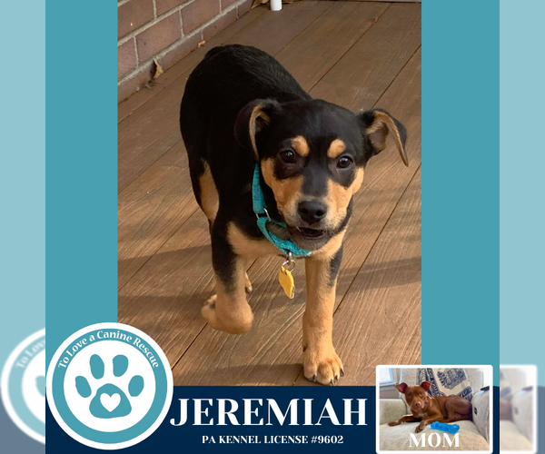 Medium Photo #3 Mutt Puppy For Sale in Kimberton, PA, USA