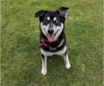 Small Siberian Husky Mix