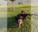 Small Photo #15 Aussiedoodle Miniature  Puppy For Sale in MIDLAND CITY, AL, USA