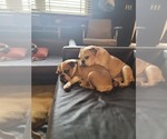 Small Photo #20 Bulldog Puppy For Sale in GIBSONIA, PA, USA