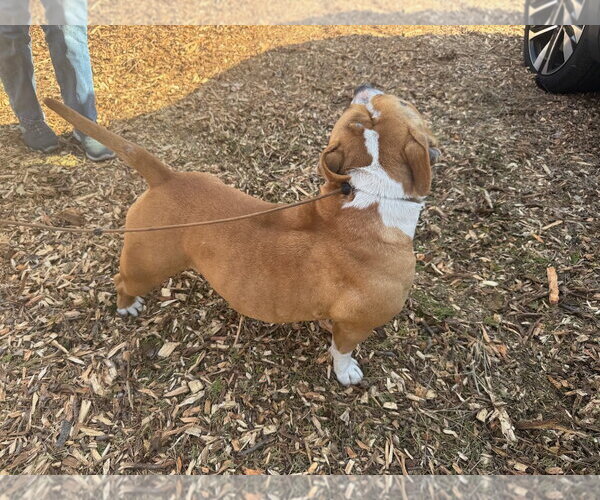 Medium Photo #6 Staffordshire Bull Terrier-Unknown Mix Puppy For Sale in Woodland Hills, CA, USA