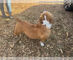Small #5 Staffordshire Bull Terrier Mix