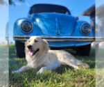 Small Photo #16 English Cream Golden Retriever Puppy For Sale in EL CAMPO, TX, USA