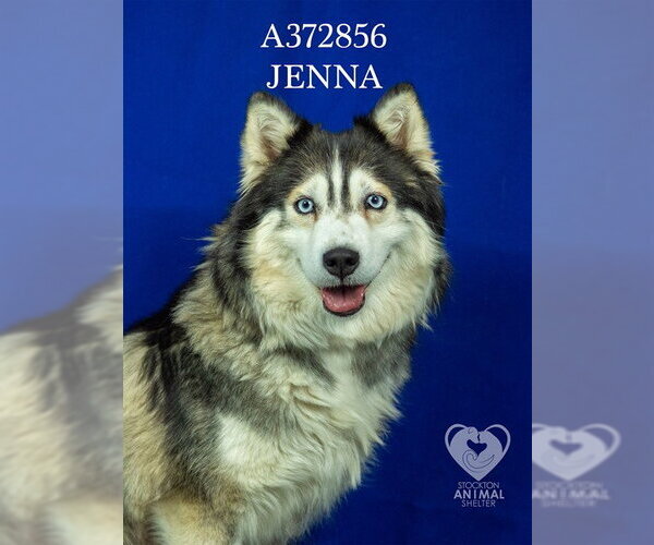 Medium Photo #1 Siberian Husky Puppy For Sale in Stockton, CA, USA