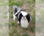 Small #1 Japanese Chin