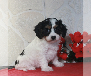 Cavachon Puppy for sale in GORDONVILLE, PA, USA