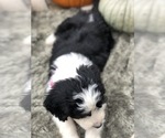 Small Photo #3 Sheepadoodle Puppy For Sale in NATURAL BRG, VA, USA