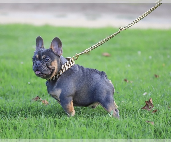 Medium Photo #3 French Bulldog Puppy For Sale in WEST HILLS, CA, USA