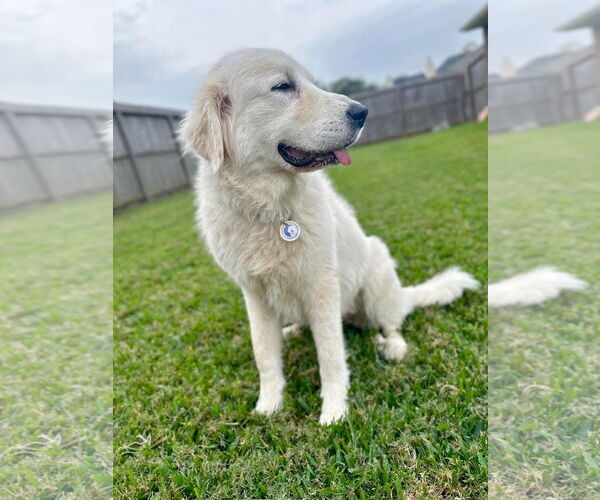 Medium Photo #5 Great Pyrenees Puppy For Sale in Spring, TX, USA