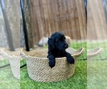 Small Photo #19 Goldendoodle (Miniature) Puppy For Sale in HALTOM CITY, TX, USA