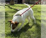 Small #3 Australian Shepherd Mix
