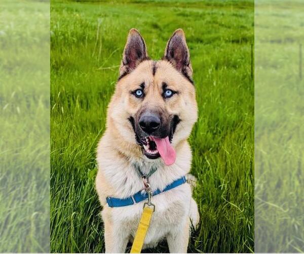 Medium Photo #3 German Shepherd Dog-Siberian Husky Mix Puppy For Sale in Santa Barbara, CA, USA