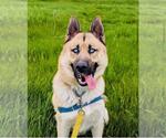 Small #2 German Shepherd Dog-Siberian Husky Mix