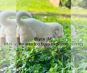 Medium Great Pyrenees