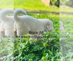 Puppy Bryce Great Pyrenees