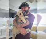 Small #2 Maltipoo