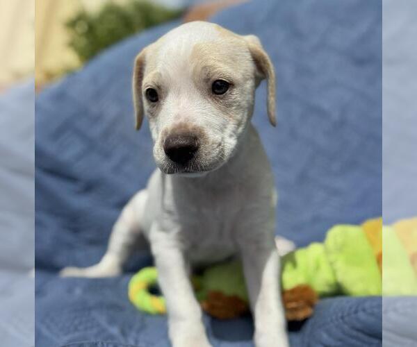 Medium Photo #4 Colonial Cocker Spaniel-Unknown Mix Puppy For Sale in San Diego, CA, USA