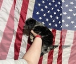 Small Photo #4 Aussiedoodle Puppy For Sale in WISNER, NE, USA