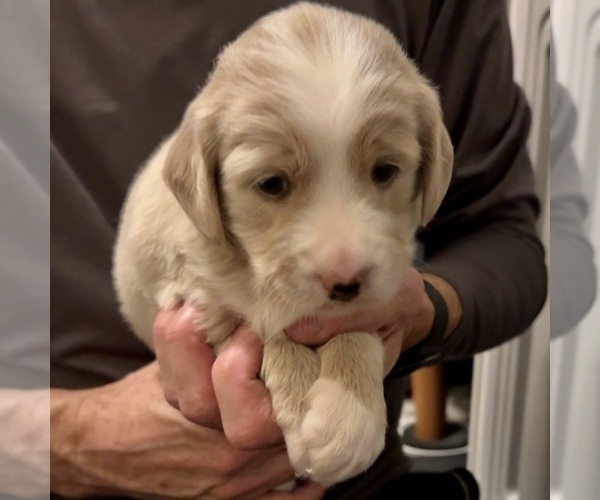 Medium Photo #5 Goldendoodle (Miniature) Puppy For Sale in CAPE CORAL, FL, USA