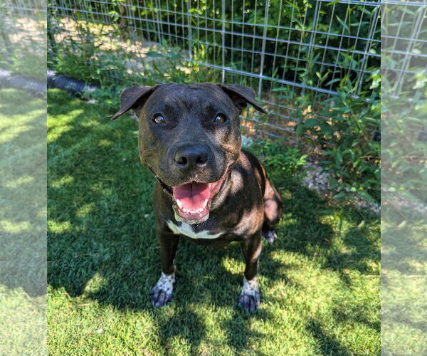 Medium Photo #2 American Staffordshire Terrier-Unknown Mix Puppy For Sale in Calhoun, GA, USA