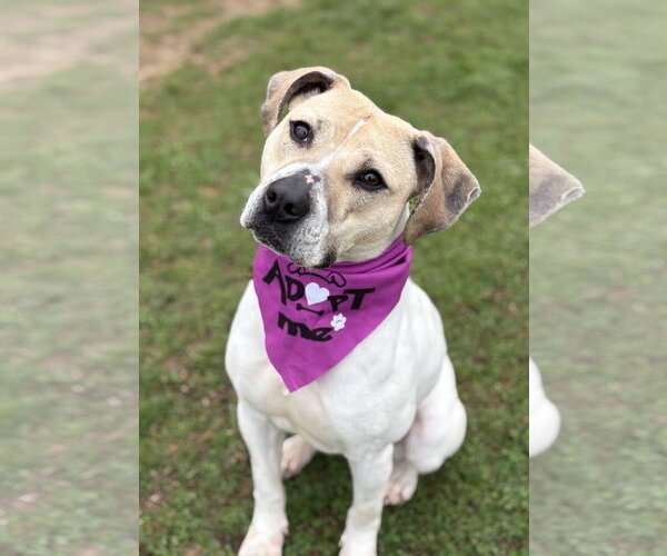 Medium Photo #5 Mutt Puppy For Sale in Spring Lake, NJ, USA