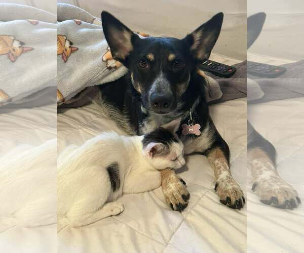 Medium Photo #4 Chihuahua-Unknown Mix Puppy For Sale in Visalia, CA, USA