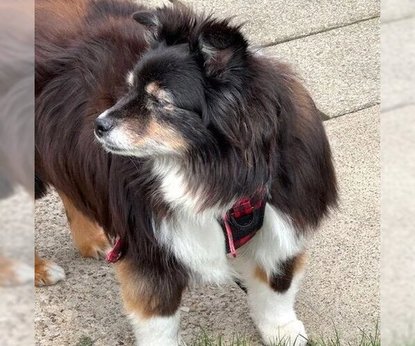 Medium Photo #3 Australian Shepherd-Unknown Mix Puppy For Sale in Dublin, OH, USA