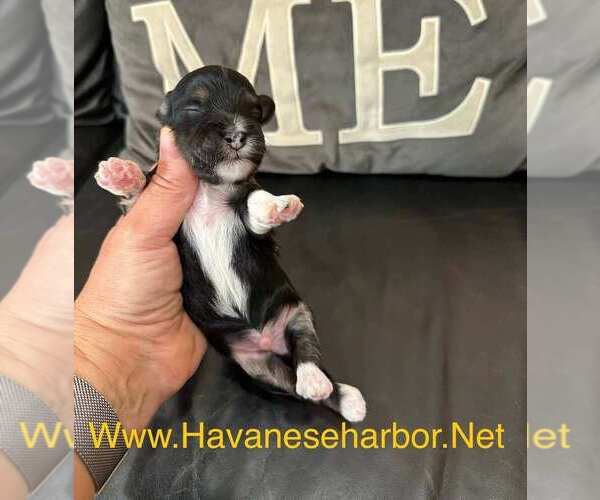 Medium Photo #2 Havanese Puppy For Sale in MBORO, TN, USA