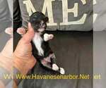 Small #1 Havanese
