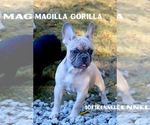 Small Photo #41 French Bulldog Puppy For Sale in TACOMA, WA, USA