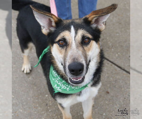 Medium Photo #8 Retriever -Unknown Mix Puppy For Sale in Washington, DC, USA