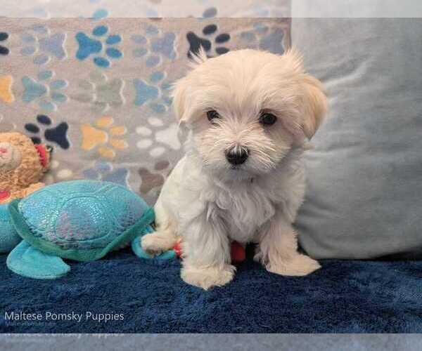 Medium Photo #3 Maltese Puppy For Sale in OCALA, FL, USA