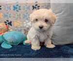Small #2 Maltese