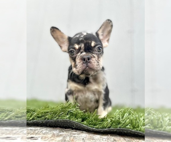 Medium Photo #5 French Bulldog Puppy For Sale in ALBUQUERQUE, NM, USA