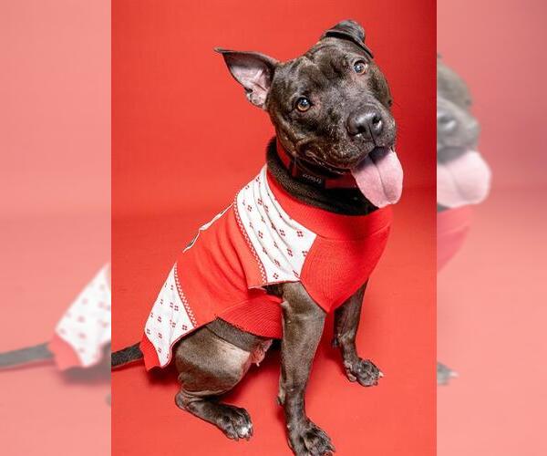 Medium Photo #1 American Staffordshire Terrier Puppy For Sale in Fort Lauderdale, FL, USA