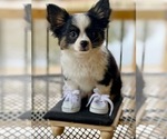 Small Photo #3 Chihuahua Puppy For Sale in AIKEN, SC, USA