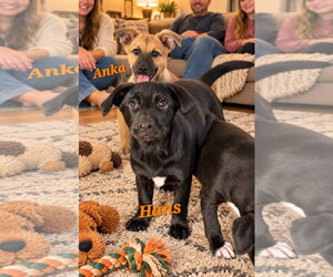 Hans - Male Labbe Dog for Adoption - Photo #2