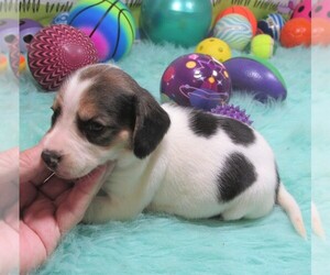 Beagle Puppy for sale in RATTAN, OK, USA