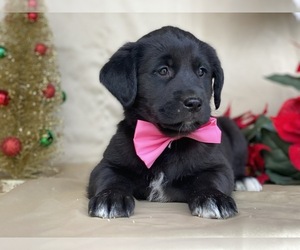 German Shepherd Dog Puppy for sale in LANCASTER, PA, USA