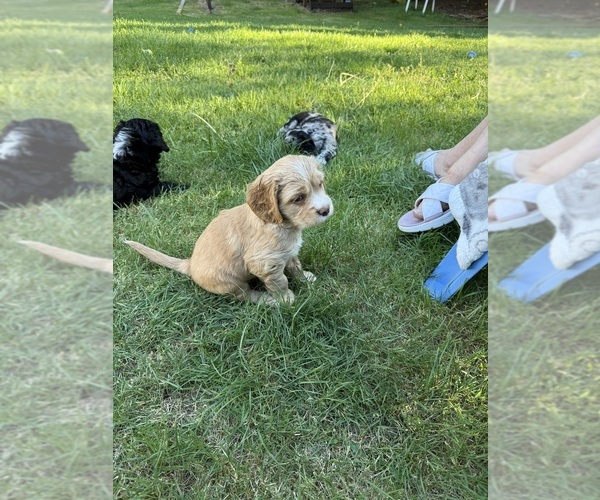 Medium Photo #6 Cocker Spaniel-Sheepadoodle Mix Puppy For Sale in SAMMAMISH, WA, USA