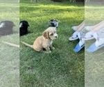 Small #5 Cocker Spaniel-Sheepadoodle Mix
