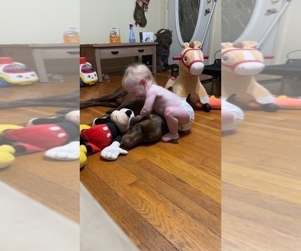 Medium Photo #1 Labrador Retriever Puppy For Sale in CLINTWOOD, VA, USA