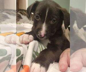 Borador Dogs for adoption in Dana Point, CA, USA