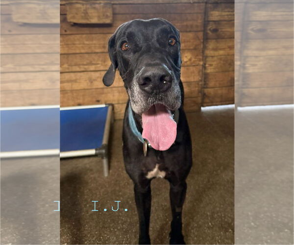 Medium Photo #2 Great Dane Puppy For Sale in Palm Beach, FL, USA