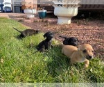 Small Photo #4 Wapoo Puppy For Sale in COLORADO SPGS, CO, USA