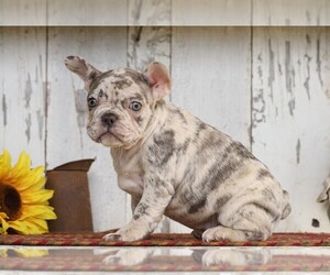 French Bulldog Puppy for sale in FREDERICKSBG, OH, USA